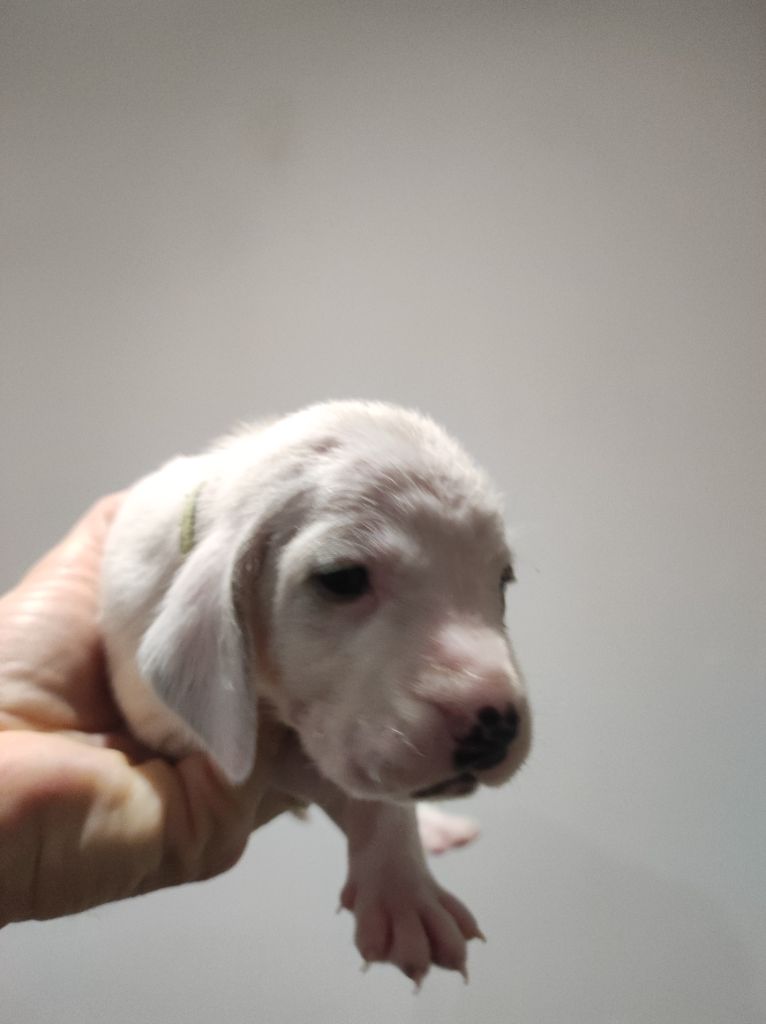 Des Collines De Pagnol - Chiots disponibles - Porcelaine